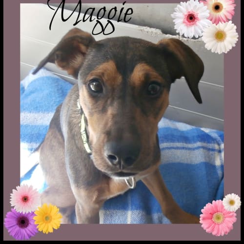 No photo for Maggie