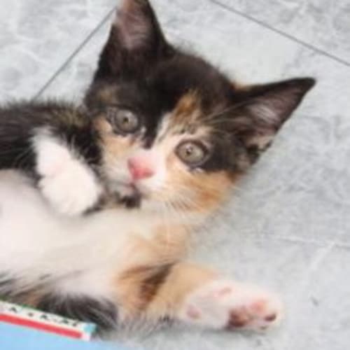 No photo for Pcc 95 Kitten 