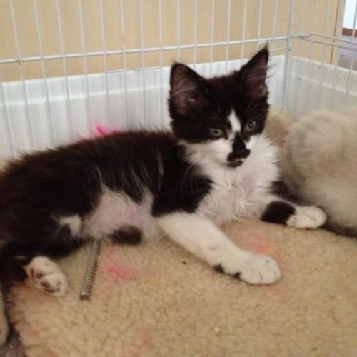 Vladamir - Ragdoll Cross