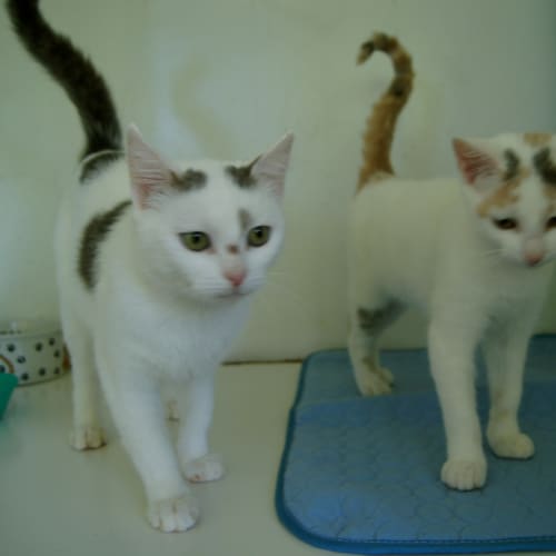 No photo for Maisie And Daisie