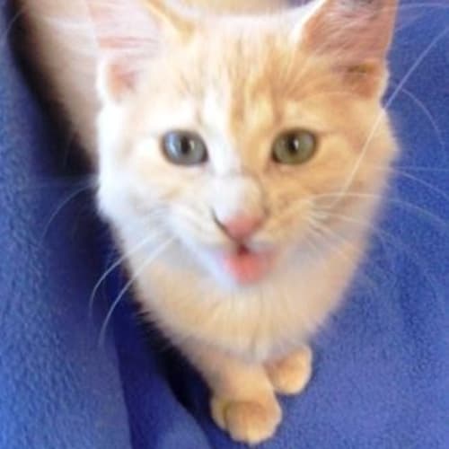 No photo for Webster