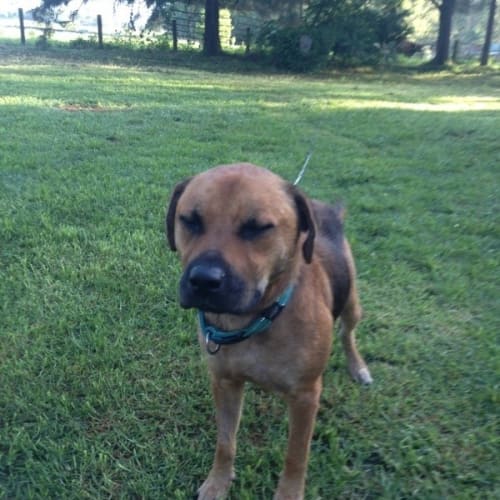 No photo for Mojo  Private Rehoming 