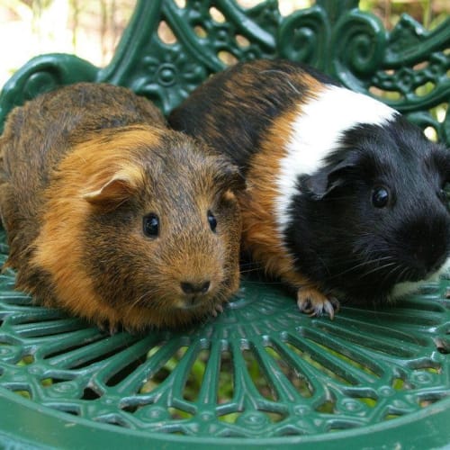 No photo for Holly And Jemima