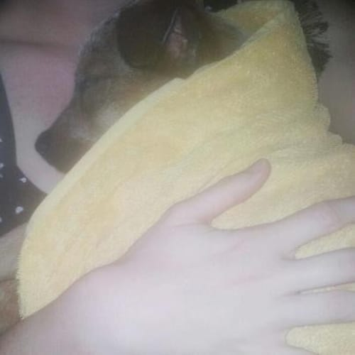 No photo for Gizmo 