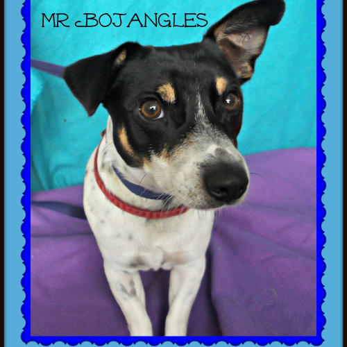 No photo for Mr Bo Jangles