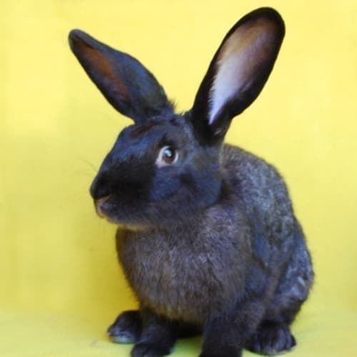 Midnight -Desexed and Vaccinated