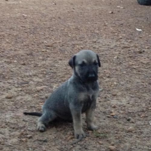 No photo for Labrador Staffy Mix Puppies Ready To Adopt