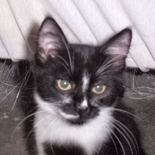 No photo for Ditz*On Trial With My New Family*