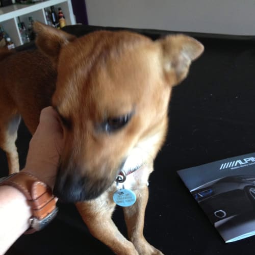No photo for Tyson **On Trial In My New Home**
