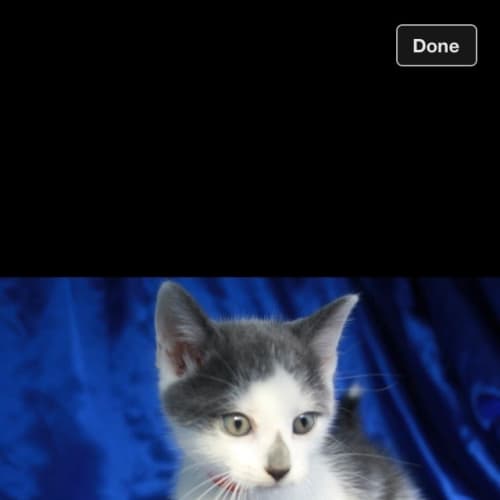 No photo for Pcc 94 Kitten