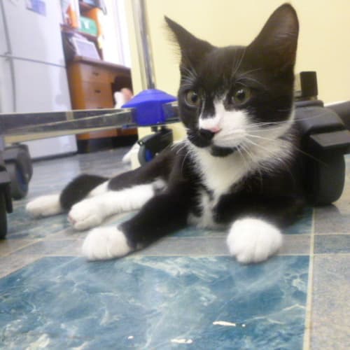 No photo for Beautiful Black & White Kitten