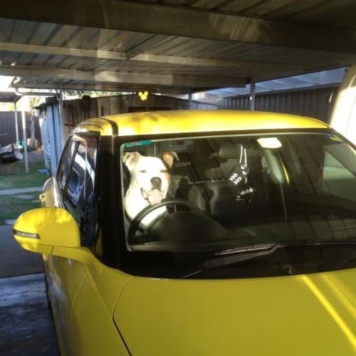 No photo for Boof   **Very Cat Friendly And Adores Kids**