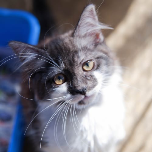 No photo for Thea Id12861 My Eyes Say "Adopt Me"