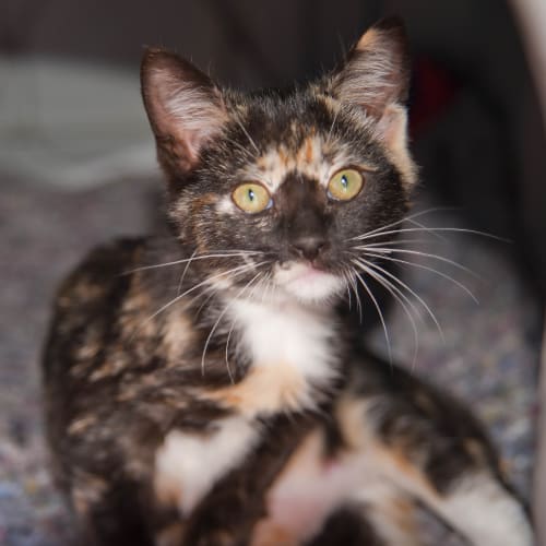 No photo for Bandit Id12173 Hands Up! I'm Stealing Your Heart