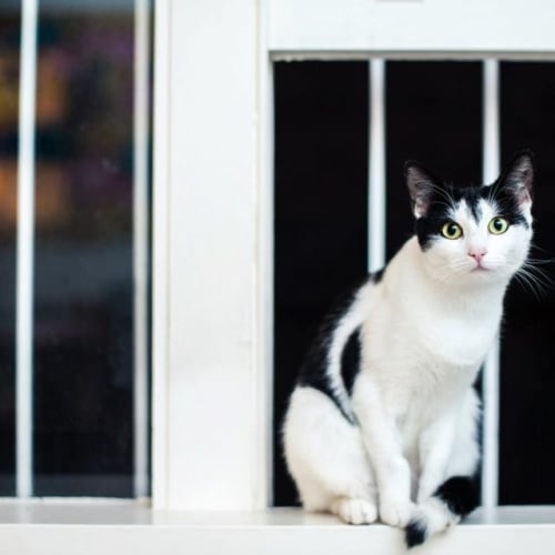 No photo for Pound Cats | Maggie