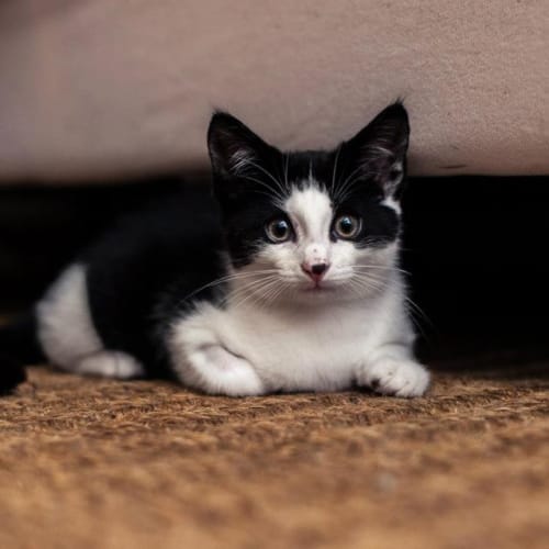 No photo for Pound Cats | Milly