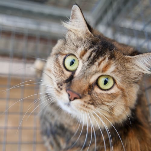 No photo for Misha Id12494. Loooook Into My Eyes