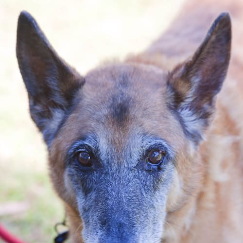 No photo for Bronson Id12735. We All Need Love.