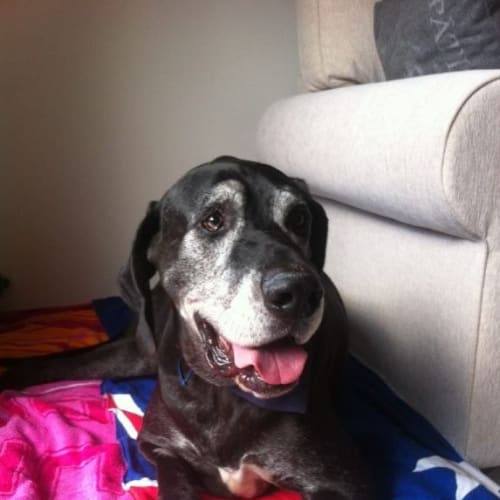 No photo for Raven (Great Dane/Weimaraner