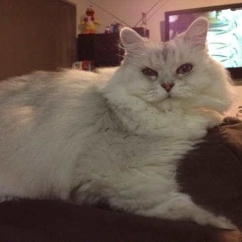 No photo for Jazzy