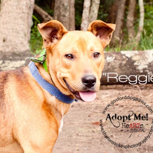 No photo for Reggie