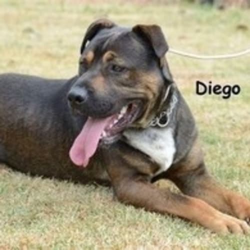 No photo for Diego **Urgent Foster Carer Needed**