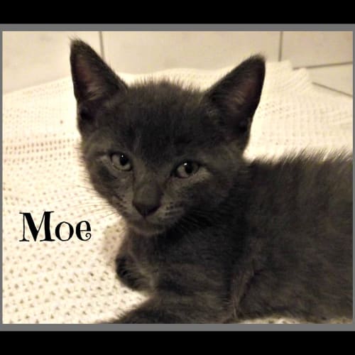 Moe