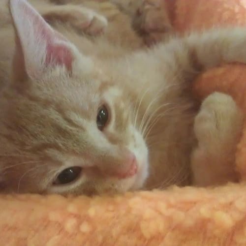 Cadbury