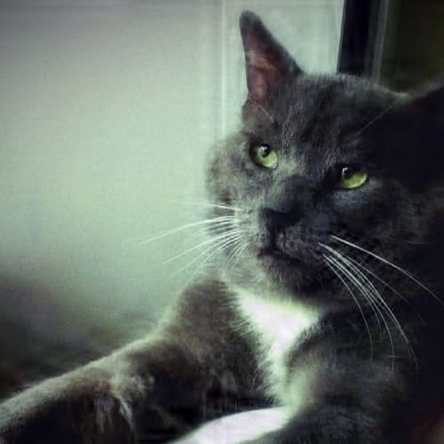 Leo "Honey Boo Boo" Fitch