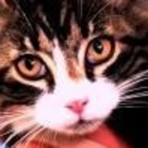 No photo for Dark Tabby