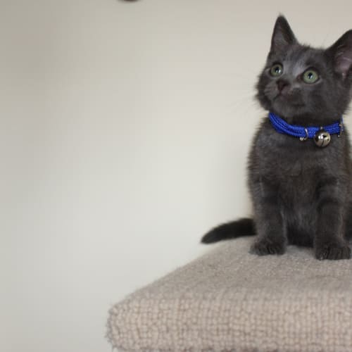 No photo for Pound Cats | Patrick
