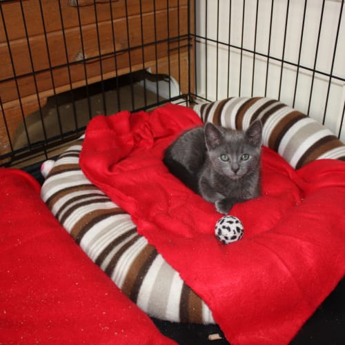 No photo for Pound Cats | Clark