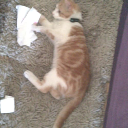No photo for Lucky