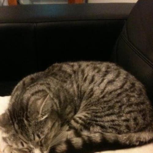 No photo for Lilly
