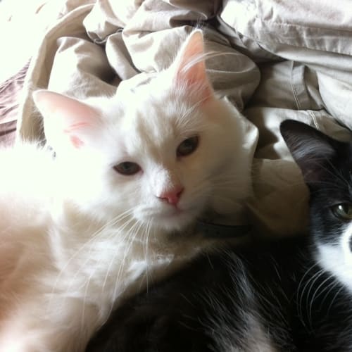 Biggles and Braveheart