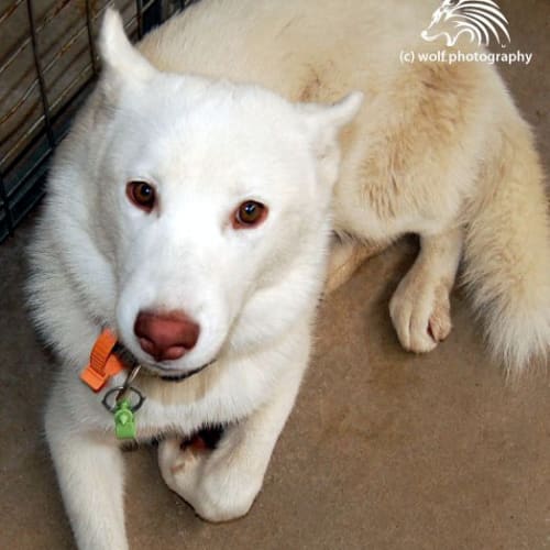 No photo for Aura (To Be Rehomed With Thor)
