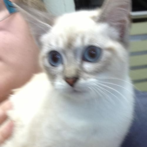 No photo for Kitcat