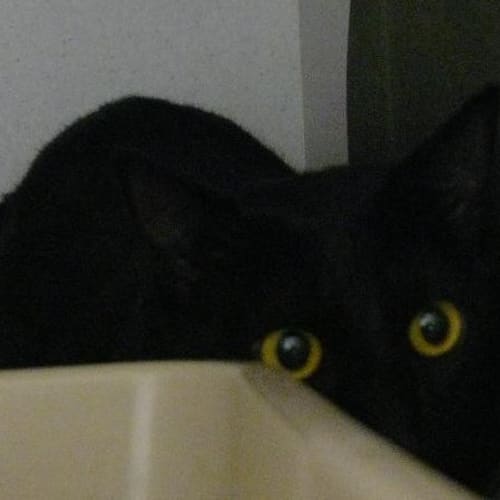 No photo for Tinkerbell