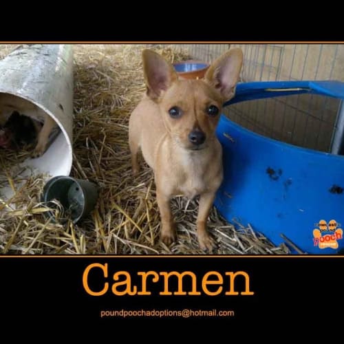 No photo for Carmen Is On Trial In Her New Home! 