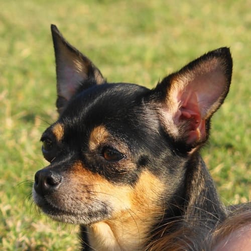 No photo for Coco