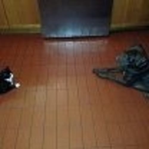 No photo for Buddy  Private Rehoming