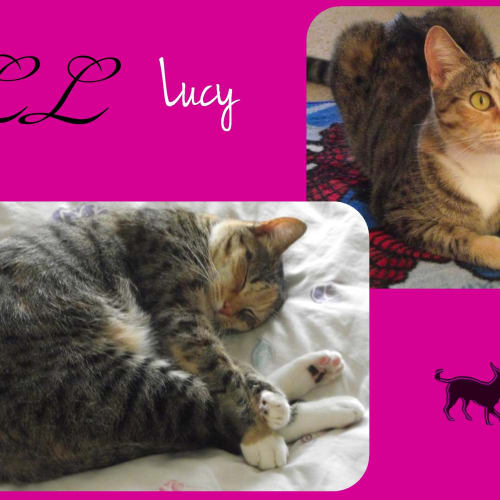 No photo for Lucy