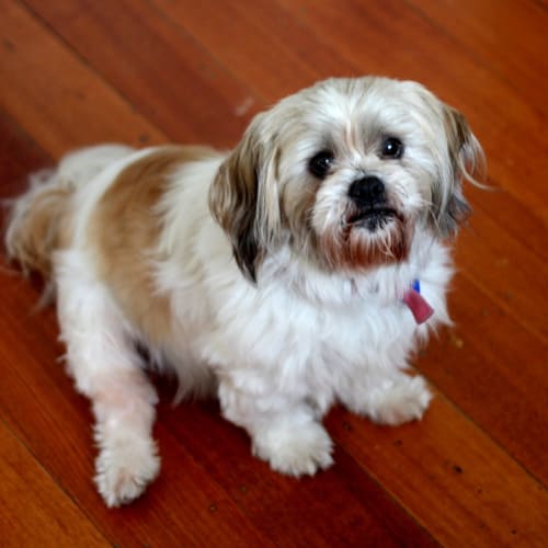 No photo for Gizmo Applications Closed