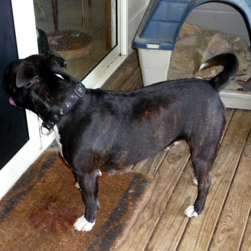 No photo for Dozer #1503