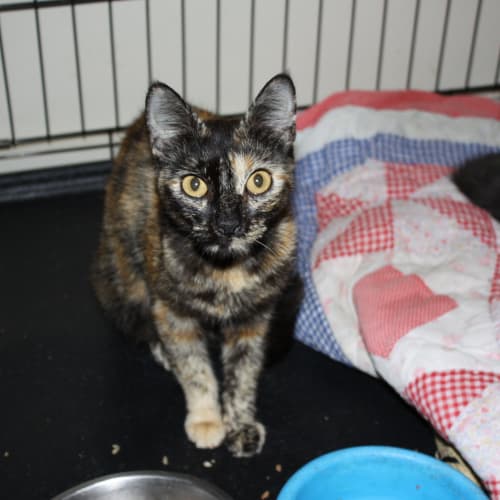 No photo for Pound Cats | Tilly