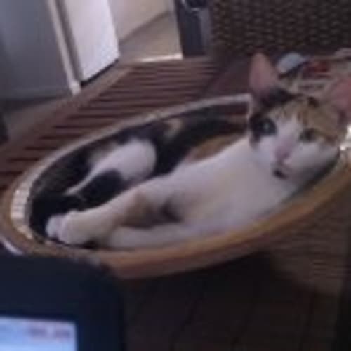 No photo for Jailcat