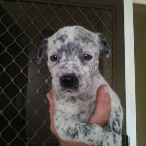 No photo for Halo