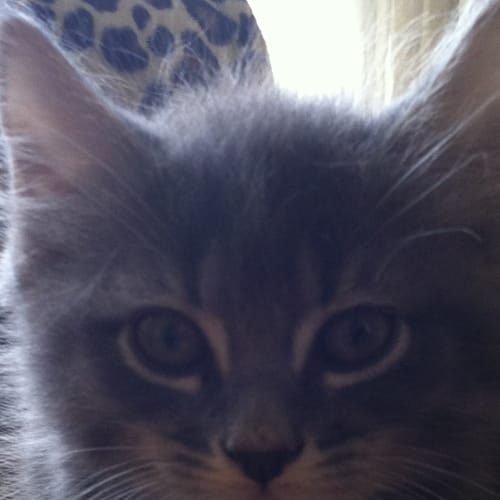 No photo for Stirling (Located In Templestowe)