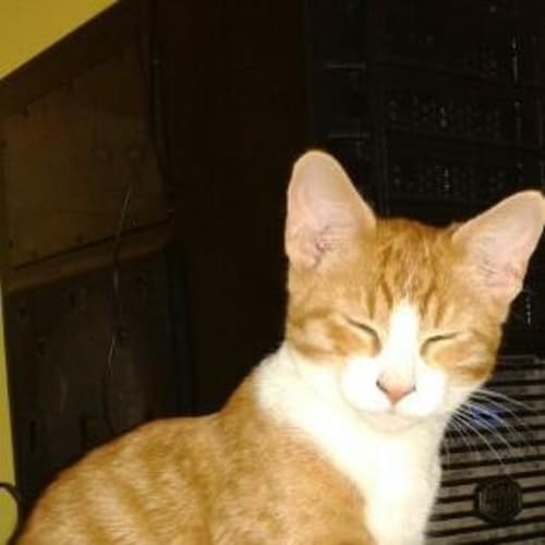No photo for Hashie