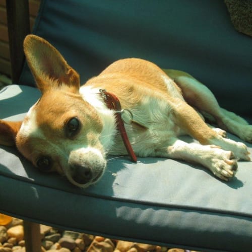 No photo for Budster   Adopted